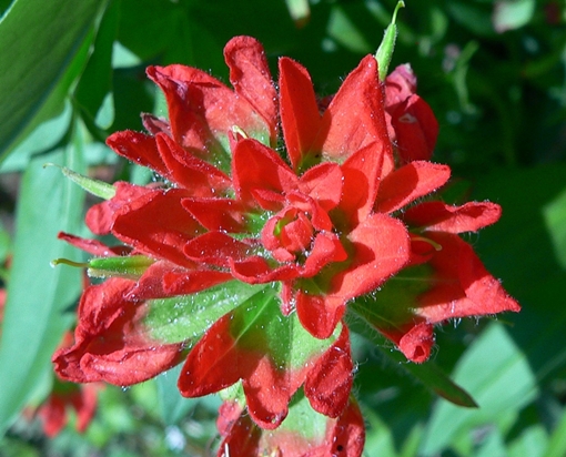 {Castilleja coccinea}